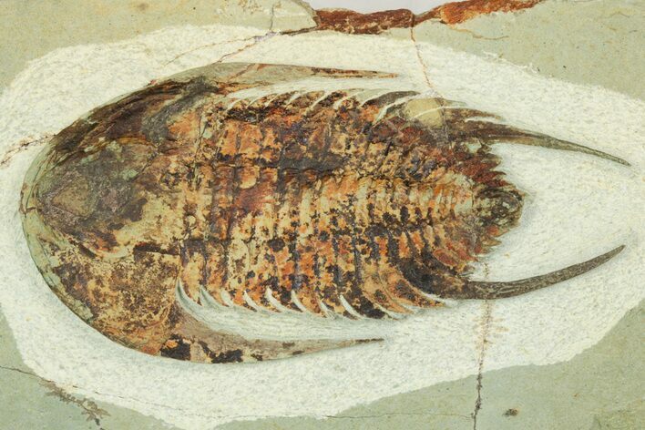 Lower Cambrian Trilobite (Neltneria) - Issafen, Morocco #189922